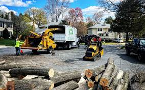 Best Root Management and Removal  in Rocky Mount, VA