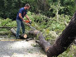 Best Firewood Processing and Delivery  in Rocky Mount, VA