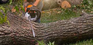 Best Utility Line Clearance  in Rocky Mount, VA