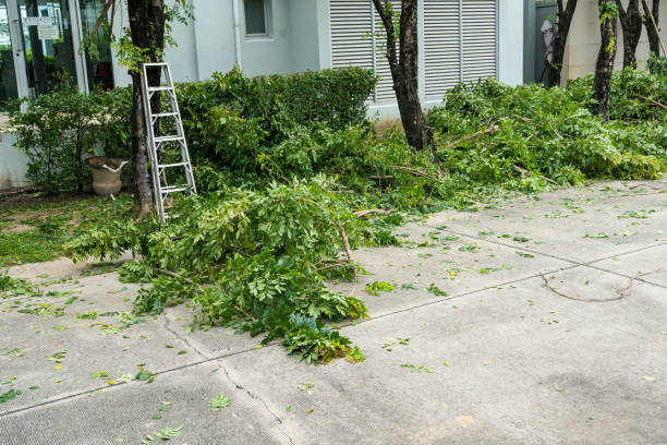 Best Tree Risk Assessment  in Rocky Mount, VA