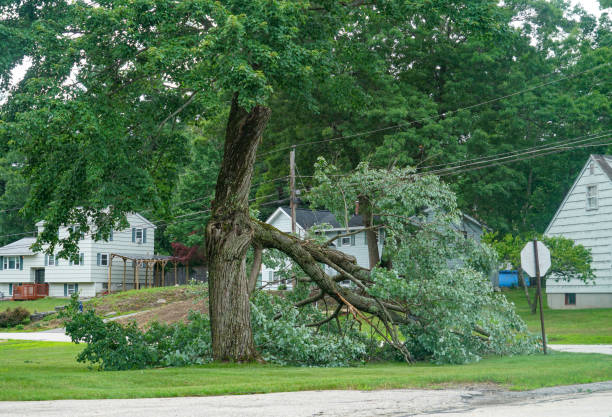 Professional Tree Services in Rocky Mount, VA