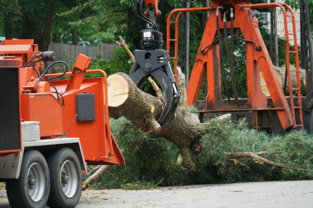 How Our Tree Care Process Works  in  Rocky Mount, VA