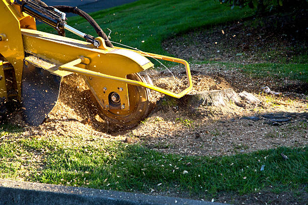 Best Lawn Watering Services  in Rocky Mount, VA