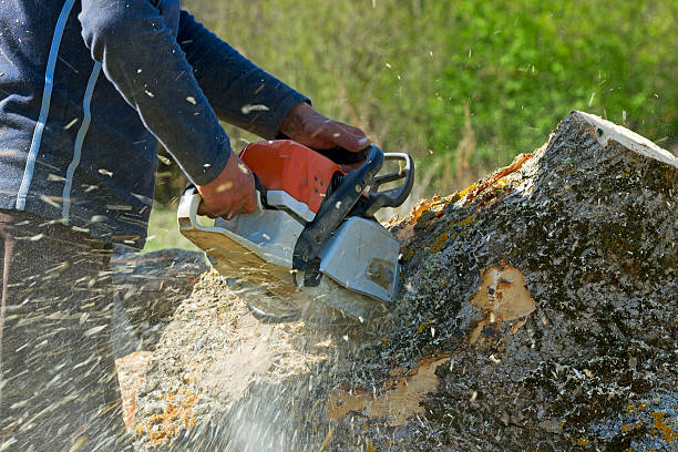 Best Pest Control for Lawns  in Rocky Mount, VA