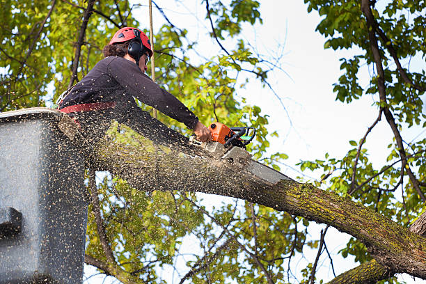 Best Arborist Consultation Services  in Rocky Mount, VA