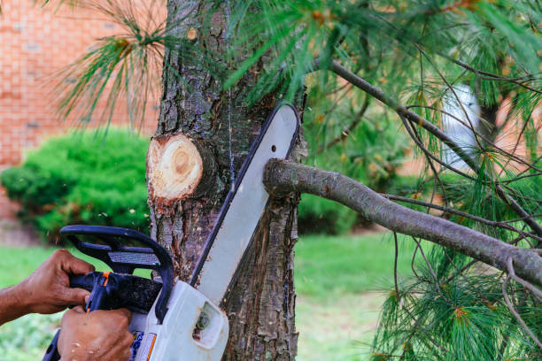 Best Lawn Maintenance Plans  in Rocky Mount, VA